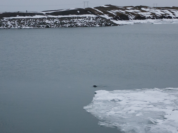 Тюленче в Jokulsarlon