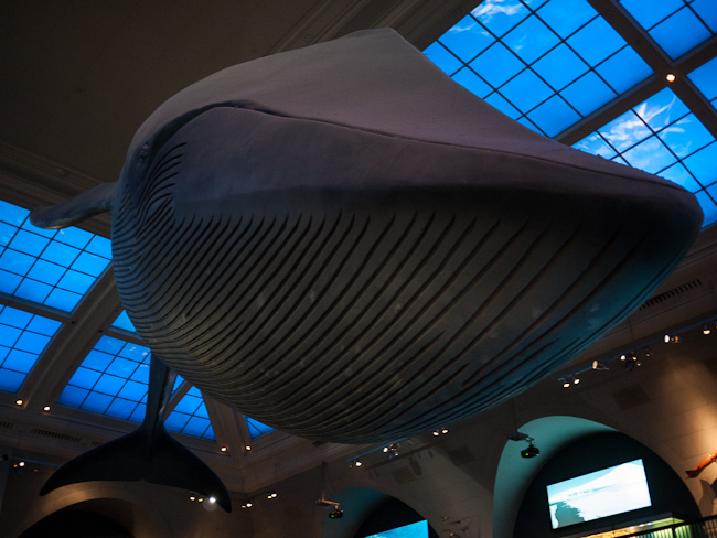 Синият кит си беше внушителен